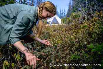 The wilds of Newfoundland provide a vast tapestry of food and culture - The Globe and Mail