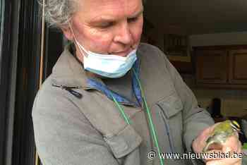 Vrijwillige vogelvanger aan het werk in Lummen: “Al 100.000 vogels geringd” - Het Nieuwsblad