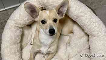 Rescue volunteers honor animal heroes Shirley Vaughan and Betty White • Long Beach Post News - Long Beach Post