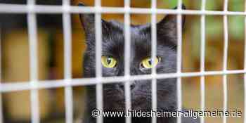 Letzter Wunsch erfüllt: Katze einer sterbenskranken Frau findet neues Zuhause in Hildesheim - www.hildesheimer-allgemeine.de