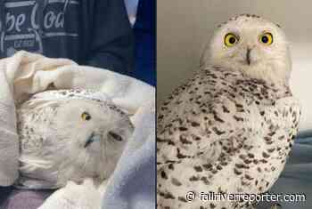 Good Samaritan braves freezing temperatures to rescue snow owl - Fall River Reporter