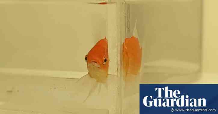 Goldfish who can drive: why scientists taught fish to navigate a watery tank on wheels