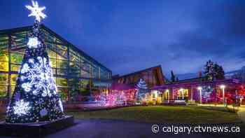 Zoolights makes bonus appearance as Calgary's cold snap nears end - CTV News Calgary