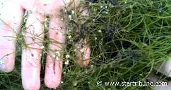More gear coming to help boaters contain invasive starry stonewort algae on Minnesota lakes