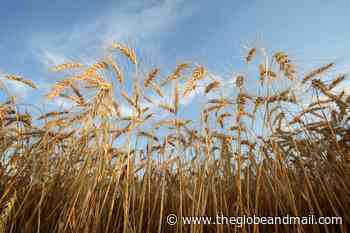 With rebates for farmers, Ottawa is nudging the sector away from fossil fuels - The Globe and Mail