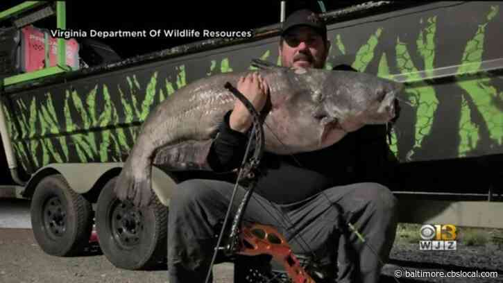 Waldorf Man Sets Virginia Record When He Catches 62-Pound Catfish