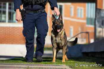 UT Police's K-9 Bruno celebrates 5th birthday - WVLT.TV