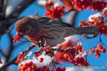 Slim pickings for St. Albert Christmas bird count - St. Albert Today