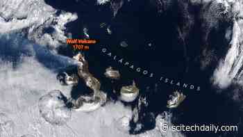 A Wolf Awakens in the Galápagos Islands at Night