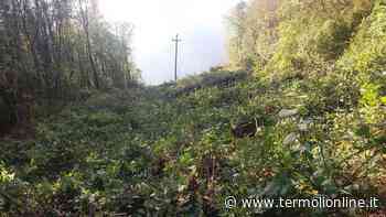 Linee elettriche libere dalla vegetazione, partiti i lavori in città - Termoli Online