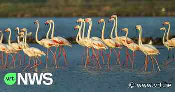 Vogelgriep vastgesteld bij siervogelbedrijf in Bocholt - VRT NWS