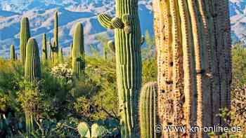 Die Cactus-Cops von Arizona