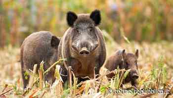Allarme peste suina, cinghiale ucciso dal virus a Ovada nell'Alessandrino: primo caso in Italia - La Repubblica
