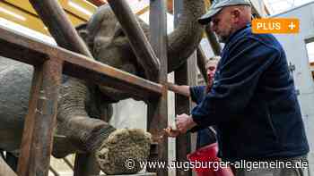 Rüsselspülung und Co.: Was Frosja und Louise in der Elefanten-Schule lernen