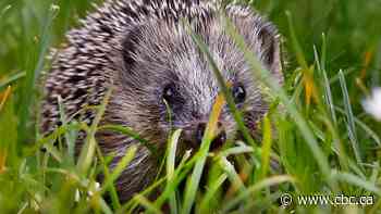 How scientists can identify rare animals by vacuuming the air