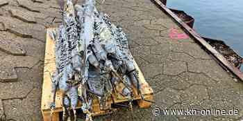 So läuft die Spundwandsanierung in Kiel-Schilksee – KN - Kieler Nachrichten - Kieler Nachrichten