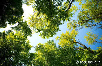 "Cento alberi per Catania", il progetto di Legambiente arriva a piazza Dante - FocuSicilia