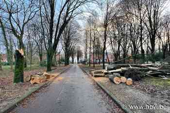 Wind velt twintig meter hoge boom op Parklaan in Genk - Het Belang van Limburg