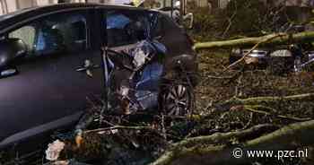 Wagen volledig verpletterd door omgewaaide boom | Antwerpen | pzc.nl - PZC