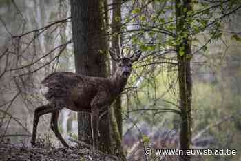 Opvallende beelden uit Rumst: bewoner merkt ree op aan kleiputten