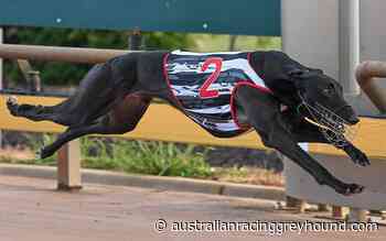 Hennessey qualifies fastest for Warragul Cup final - Australian Racing Greyhound.com