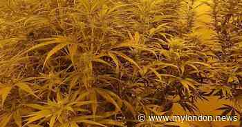 Police arrest three men in connection with Hounslow cannabis factory - My London
