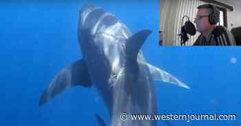 Photographer Shocked After Jumping Into the Ocean and Seeing Something Had Taken a Huge Bite Into a Massive Great White