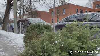 Repurpose your Christmas tree to help local critters