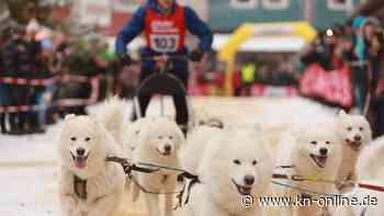 Schlittenhunderennen lockt Besucher in den Harz