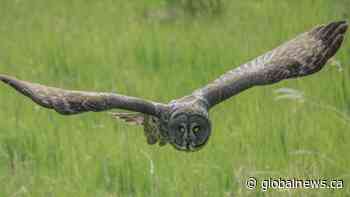 Local amateur photographers achieve rare feat in birding world