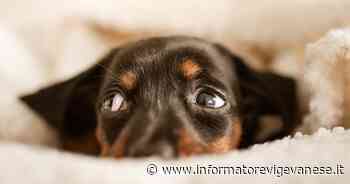 Botti, la polemica a Vigevano: cinque associazioni ambientaliste scrivono al sindaco - L'Informatore Vigevanese