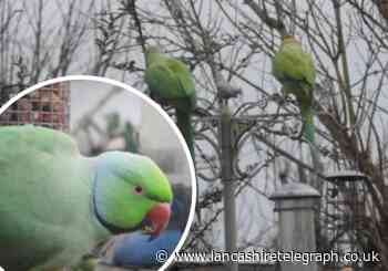 Pair of colourful parakeets spotted in Blackburn garden