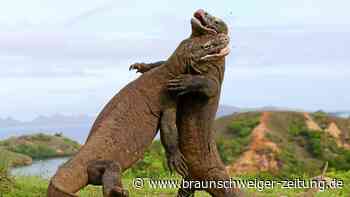 Komodowarane: Riesenechsen in Gefahr wegen "Jurassic Park"