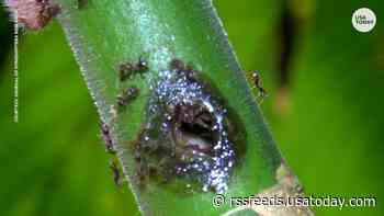 Ants show 'fix-it' skills after trees they live in get damaged