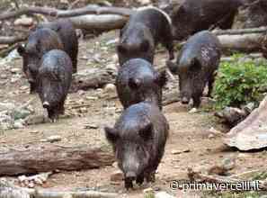 Peste suina: trovato primo caso in un cinghiale morto - Prima Vercelli