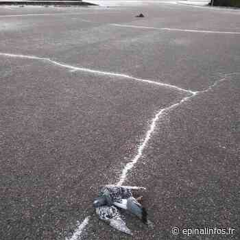 Vosges - Mort mystérieuse de cinq pigeons - Epinal infos - Epinal Infos