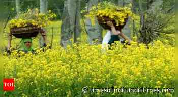 MSP’s tilt in favour of oilseeds see 23% increase in acreage of mustard, wheat sown area decreases