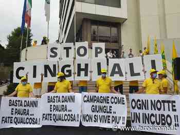 Allarme peste suina africana: Coldiretti Ascoli Fermo chiede soluzioni per il sovrannumero di cinghiali che mette in pericolo gli allevamenti - FarodiRoma - Farodiroma