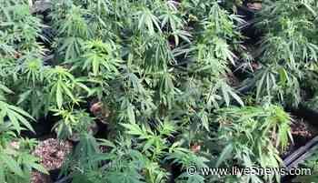 Is this the year medical marijuana gets legalized in SC? The bill's GOP sponsor believes so - Live 5 News WCSC