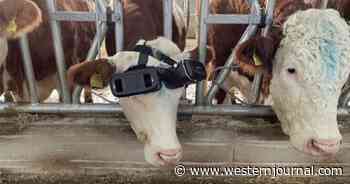 Curious Farmer Attaches Strange Device to Cow's Head, Orders 10 More When He Realizes What Happens: Report
