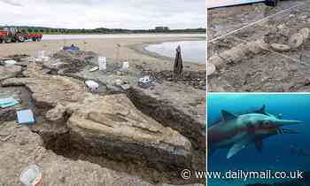 Fossils: Meet Britain's largest ichthyosaur, which is some 180 million years old and 33ft long