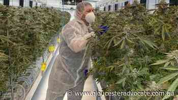 Women using cannabis to ease endometriosis - Gloucester Advocate