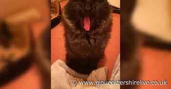 Lost cat with Houdini skills spends seven months at Gloucester Services - Gloucestershire Live