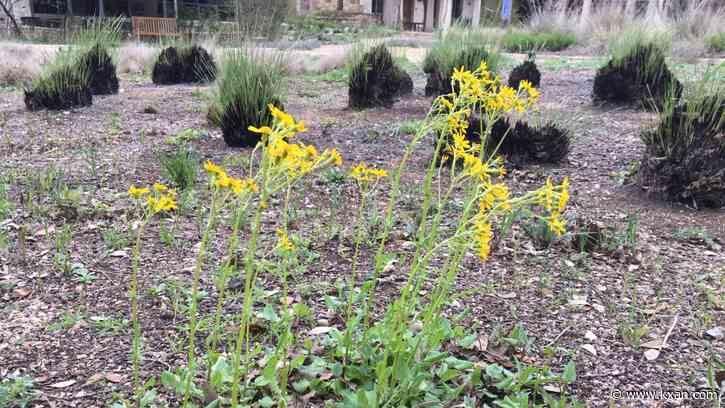 Lady Bird Johnson Wildflower Center to close for a week due to staffing shortage