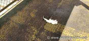 Puente peatonal de Coatepec en malas condiciones - alcalorpolitico