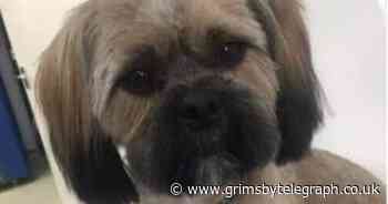 Drone fundraiser launched to help find missing dog - Grimsby Live