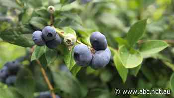 Rotting berries leave sour taste as supermarket, distribution staff shortages eat into orders