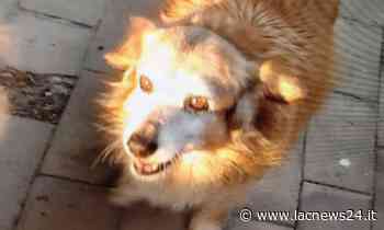 Indignazione - Musetto, la cagnolina adottata dal centro storico di Crotone trovata in una pozza di sangue: «Uccisa con un petardo» - LaC news24