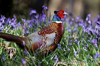 Pheasants lose their cool after fighting, researchers claim - Ealing Times