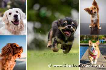 2022 dog calendars from WH Smith, The Works, Calendar Club and more
